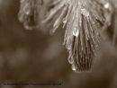 Pine Sapling, morning Dew