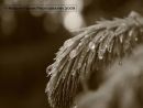 Pine Sapling, morning Dew