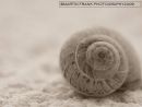 Snail shells 01