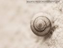 Snail sheel 02