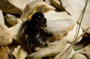 Dead Bee in the stones