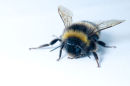 Bee on the bedroom windowsill
