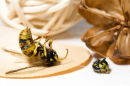 Decapitated Wasp
