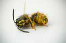 Dead Wasp