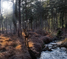 New Forest 1