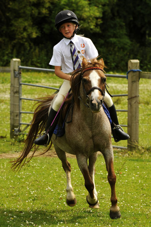 SHOW JUMPING
