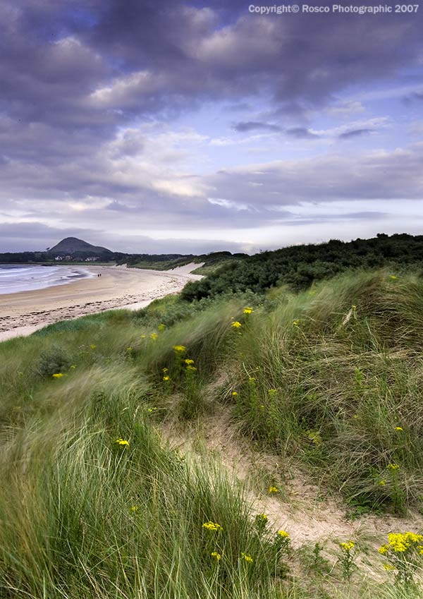 Yellowcraigs