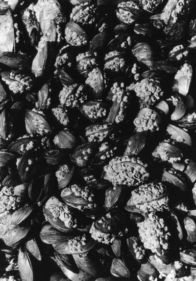 Barnacles