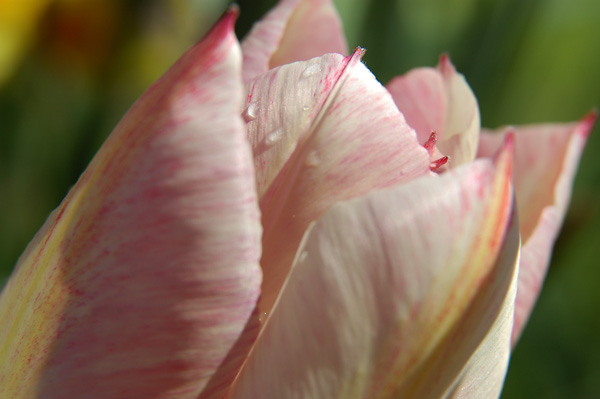 Crocus
