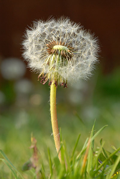 Dandelion