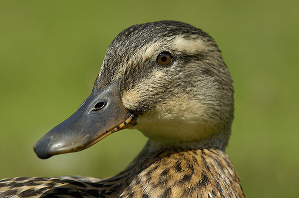 Duck