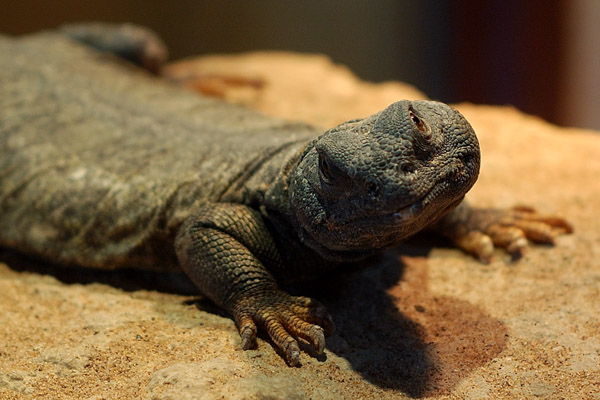 Lizard