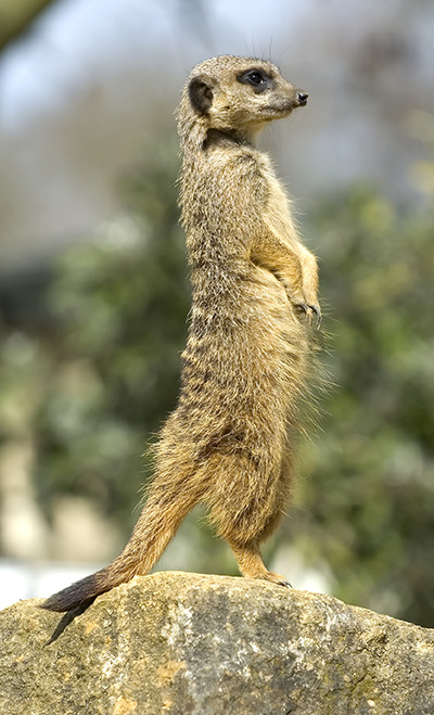 Meerkat