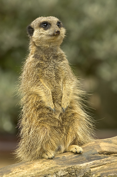 Meerkat