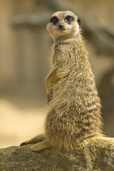Meerkat