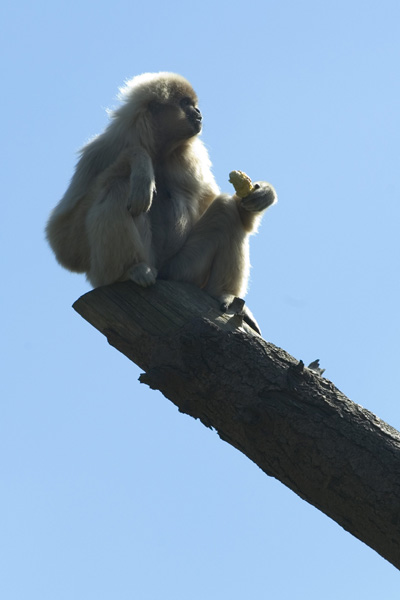 White-Handed Gibbon