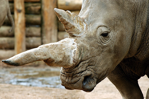 Rhino