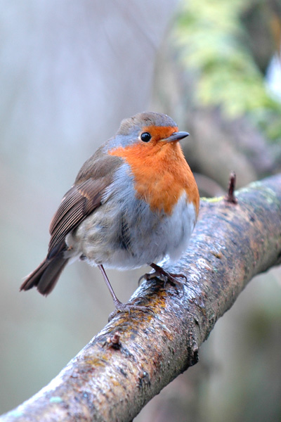 Robin