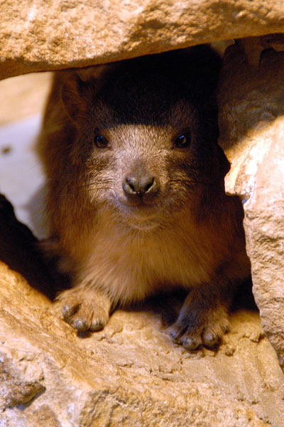 Rodent