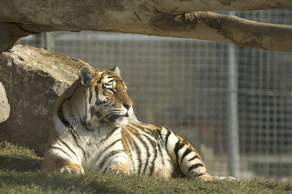 Amur Tiger