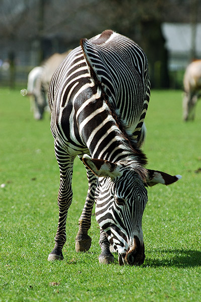 Zebra