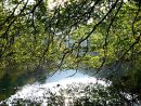 Overhanging tree in Wye Valley, Derbyshire Peak District
