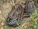 Adders (Vipera berus) basking