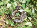 Adder (Vipera berus) basking
