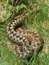 Male (left) and female (right) adders (Vipera berus) in courtship, Malvern Hills