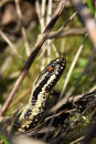Male adder (Vipera berus), Cotswolds, UK