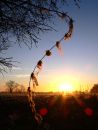 Barbed wire with snagged sheep wool on a frosty dawn