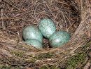 Blackbird (Turdus merula) eggs