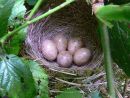 Blackcap (Sylvia atricapilla) eggs