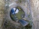 Blue tit (Parus caeruleus) sitting on eggs in nestbox