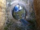 Blue tit (Parus caeruleus) sitting on eggs in nestbox
