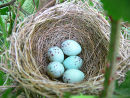 Bullfinch (Pyrrhula pyrrhula) nest with eggs