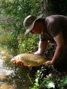 Angler returning common carp (Cyprinus carpio) in morning sunshine