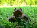 Common toad (Bufo bufo)