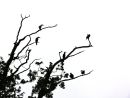 Cormorants (Phalacrocorax carbo) in tree overlooking Blenheim Palace lake