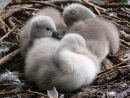Mute swan (Cygnus olor) cygnets on nest