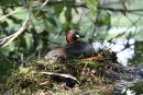 Little grebe or dabchick (Tachybaptus ruficolis) sitting on nest