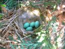 Dunnock (Prunella modularis) eggs