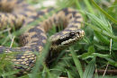 Female adder (Vipera berus) basking, Cotswolds, UK
