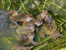 Common frogs (Rana temporaria) spawning