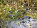 Common frogs (Rana temporaria) spawning