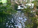 Common frogs (Rana temporaria) spawning