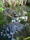 Common frogs (Rana temporaria) spawning