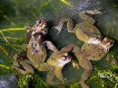 Common frogs (Rana temporaria) spawning