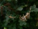 Male and female garden spiders (Araneus diadematus) prior to mating