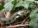 Large female grass-snake (Natrix natrix), UK